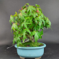 Preview: Bonsai - Fächerahorn, Acer Palmatum Nomura